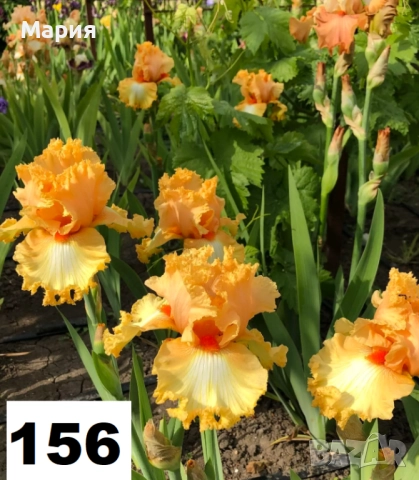 Сортови вискоки ириси /брадати ириси, снимка 3 - Сортови семена и луковици - 46410478