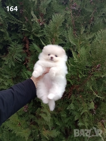 Женски Померани. Реални снимки!, снимка 4 - Померан - 52684790