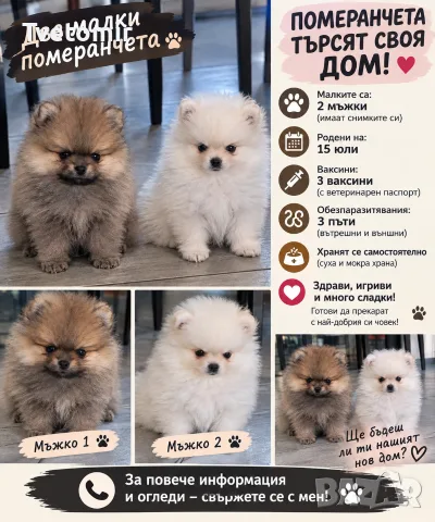 померани момчета.Видин , снимка 2 - Померан - 56168390