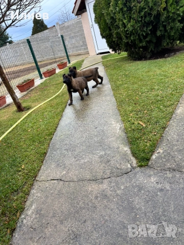 Две женски  белгийски овчарки , снимка 4 - Белгийска овчарка - 53055934