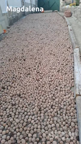 Продавам орехи-нова реколта 2026. , снимка 4 - Домашни продукти - 56370398