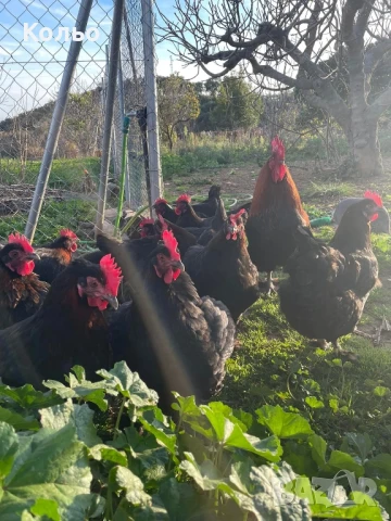 Петли за курбан или разплод порода черен Маран 