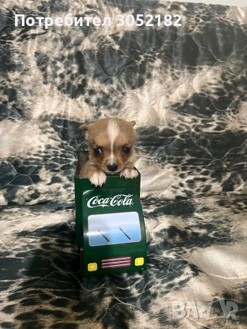 Свободни Чихуахуа , снимка 4 - Чихуахуа - 53760223