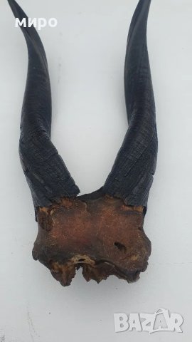 Рога от антилопа, снимка 2 - Декорация за дома - 48688636