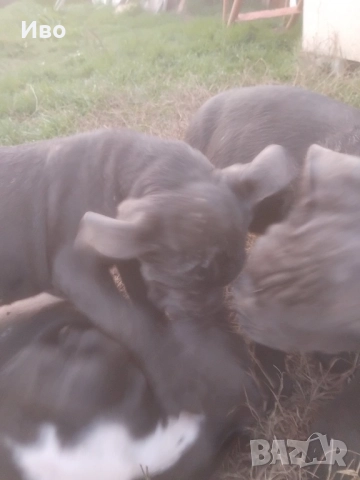 Кане корсо кученца , снимка 6 - Кане корсо - 52594973