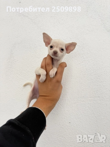 Чихуахуа Chihuahua mini, снимка 3 - Чихуахуа - 56127506