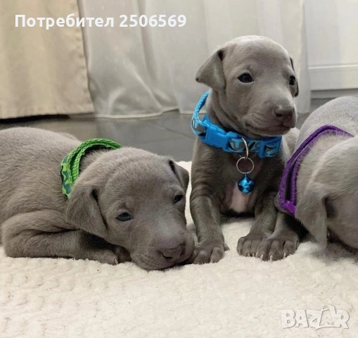 Продавам кученца италианска хрътка, снимка 11 - Хрътка - 53012848