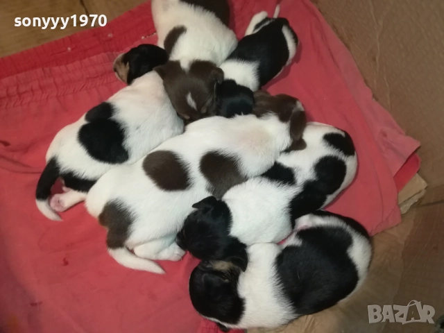 БЕБЕТА ДЖАК РЪСЕЛ 2309251834, снимка 10 - Джак ръсел териер - 51811325