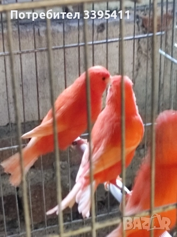 продавам цветни канари Жълти Червени Глостери и Венецуелски Скатии , снимка 9 - Канари - 52323560