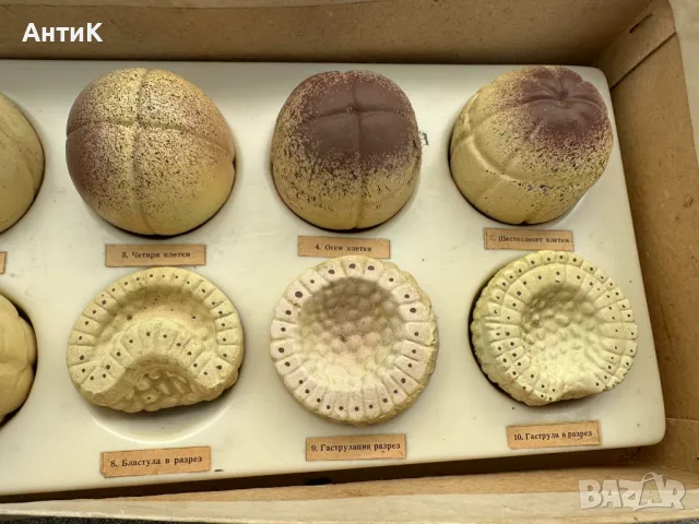 Соц Учебен Макет Модел Ембрионално Развитие при Човека, снимка 5 - Антикварни и старинни предмети - 50384228