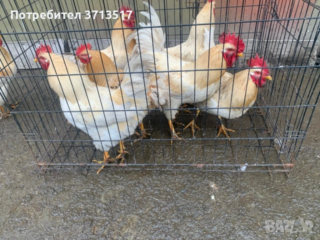 Домашни петли 20лв