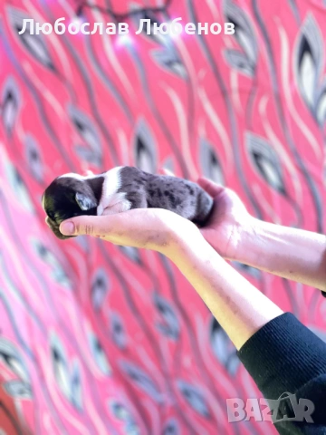 Френски булдог , снимка 6 - Френски булдог - 53639444