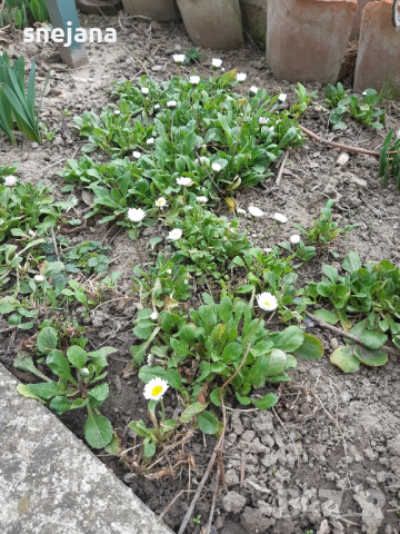 Разсад бели маргаритки  два вида, снимка 3 - Разсади - 44598025