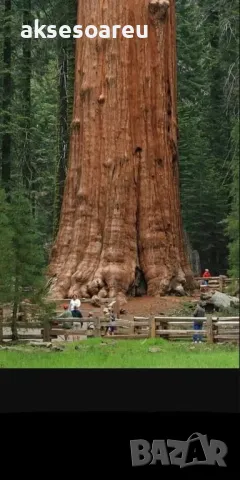 Екзотични нови 15 семена гигантска секвоя мамутово дърво sequoiadendron giganteum декорация в двора, снимка 11 - Сортови семена и луковици - 50222677