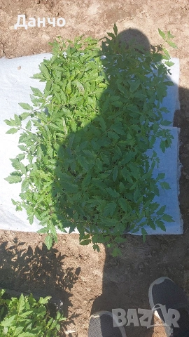 Приемам поръчки за разсад 2026г , снимка 4 - Разсади - 53216709