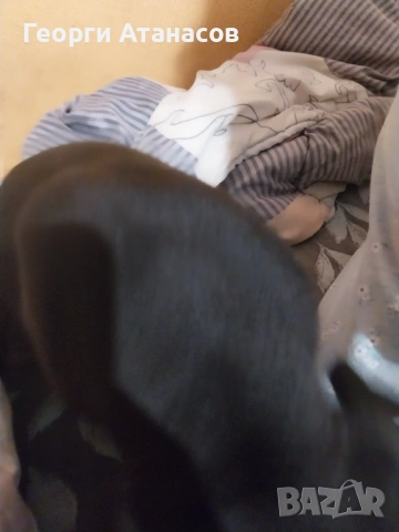 Продавам МЪЖКО Кане-корсо 