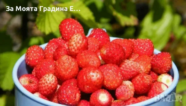 Горска ягода -Регина, снимка 2 - Разсади - 49459947