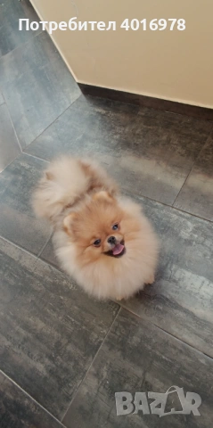 Померан Момиче с Родословие FCI, снимка 5 - Померан - 52822321