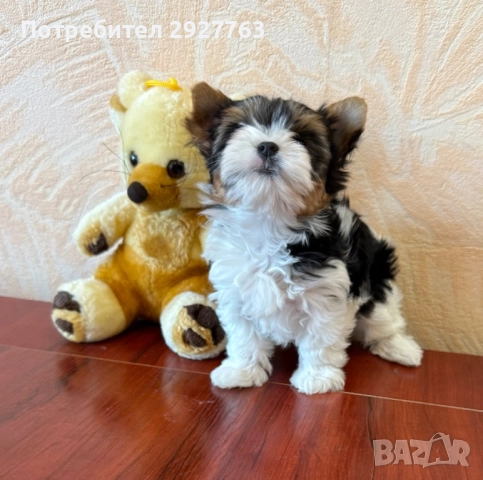 Бивер йоркширски териер, снимка 2 - Йоркширски териер - 52475821