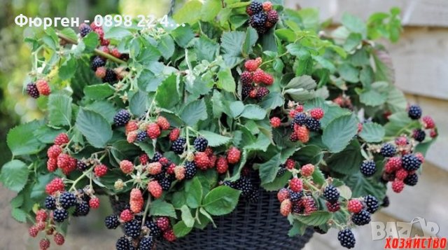 Мини джуджевидна - Саксийна Малина , Къпина и жълта Малина, снимка 2 - Разсади - 40340470