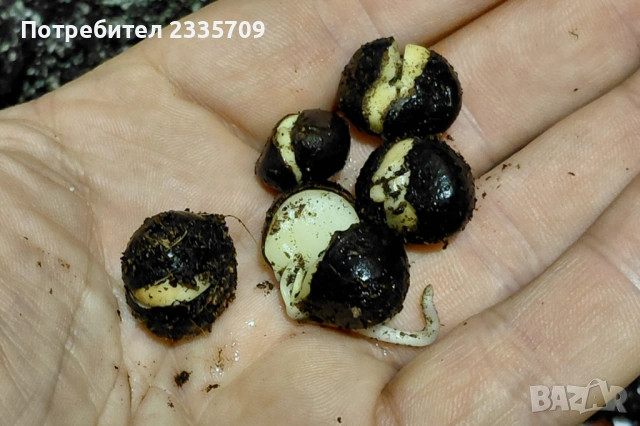 Покълнали семена на китайски чай Camellia sinensis