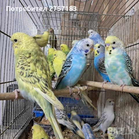 продавам вълнисти папагали 2026, снимка 2 - Папагали - 53766555