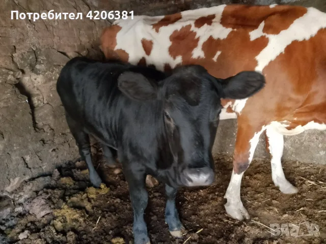 Продавам крава с теле., снимка 2 - Крави - 55842171