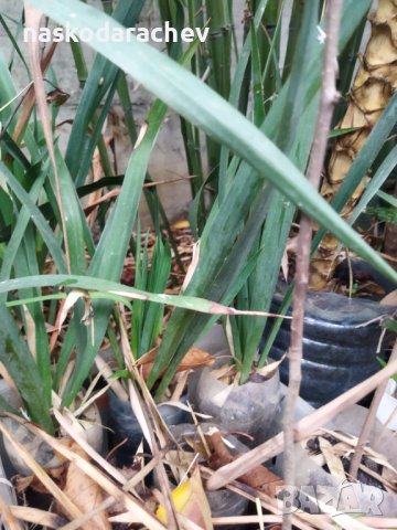 Вкоренени растения студоустойчива Юка на 1-3 год., снимка 6 - Градински цветя и растения - 38750889