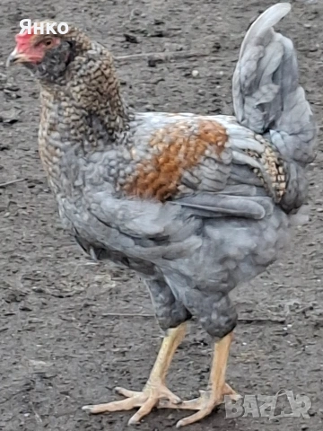 Домашни петли, снимка 9 - Кокошки и пуйки - 52912712