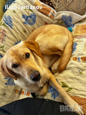 Лабрадор, снимка 4 - Лабрадор ретривър - 53439857