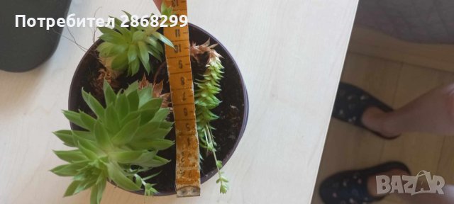 Кактус , снимка 4 - Стайни растения - 41449301