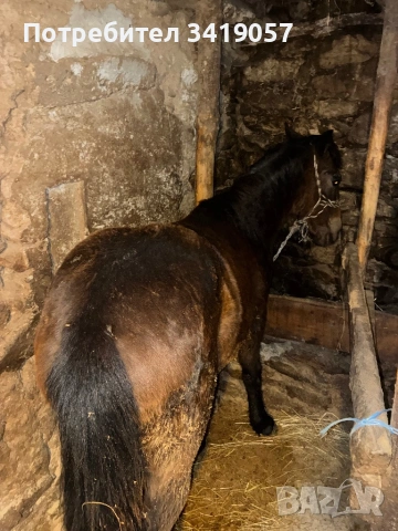 Конче на 11 месеца и бременна коза, снимка 3 - Коне - 53712025