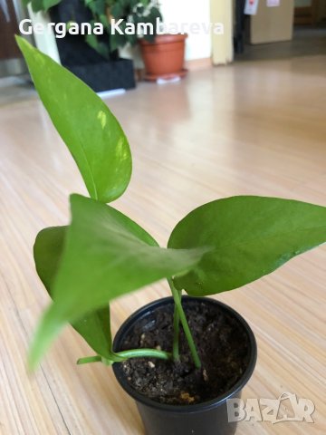 Епипремнум pinnatum , снимка 3 - Стайни растения - 41884669