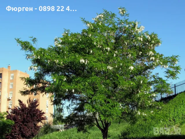 Акация - Налични 2 цвята, снимка 7 - Разсади - 43201691