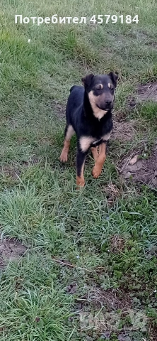 яг териерче 