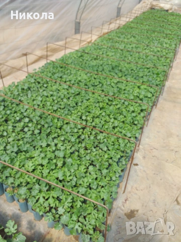 Разсад дини и пъпеши, снимка 3 - Разсади - 53251687