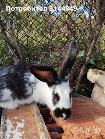 Зайци , снимка 5 - Други - 43368160