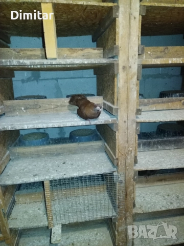 Работеща двойка, снимка 9 - Гълъби - 52793754