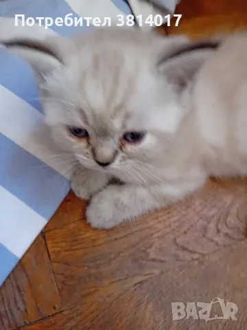 котета на два месеца персийски котета 