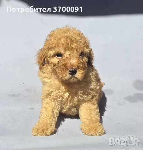 пудел / пуделчета , снимка 4 - Пудели - 55719479