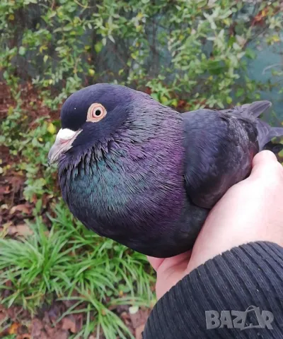 Поморийски гълъби, снимка 10 - Гълъби - 46818346
