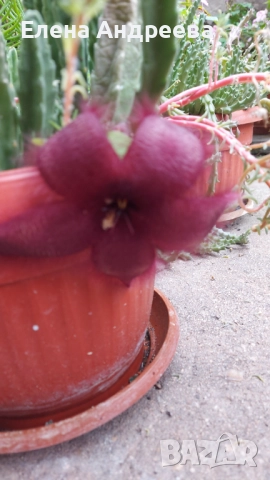 Сукулентно растение СТАПЕЛИЯ