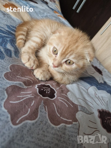 Шотландски клепоухи котенца на 2 месеца