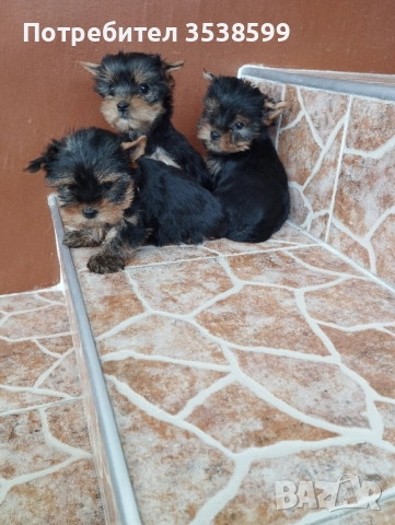 Мини Йоркширски Териер , снимка 1