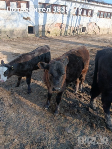 Крави Телета Ангус, снимка 10 - Крави - 53833044