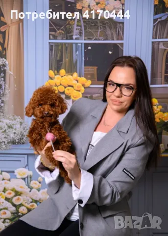Poodle Toy/Пудел Той, снимка 1