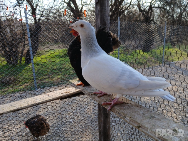 Ардезио , снимка 2 - Гълъби - 53856332