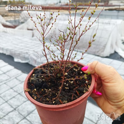 Спирея Тунберги, SPIRAEA THUNBERGII , снимка 6 - Градински цветя и растения - 39701494