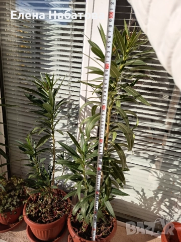 Олеандри в саксии