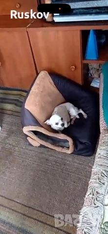 Чихуахуа , снимка 5 - Чихуахуа - 52734022